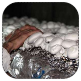 amozash.parvaresh.gharch