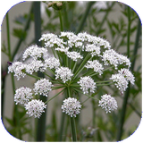 zabol.khatarnaktarinha