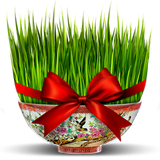 ir.novinpardaz.sabzearaei