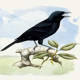 com.canto.lucio.blackbird