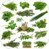 golestan.giahanekhoraki