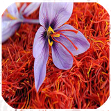 ir.m.y.amozsh.zefran