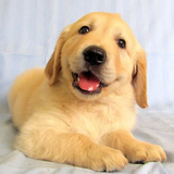 com.dogsimulator.gretriever