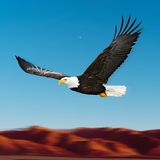 com.moonletgamesstudio.eagle.sim.birds.racing
