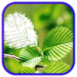 com.freeappcollection.leafphotoframes