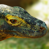 com.komodochess.komodo9