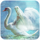 com.hd.swanwallpaper.swanimage.wallpaper