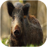 didar.janevaranebozorgeamrika