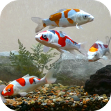 koifishtank.hdvt.com