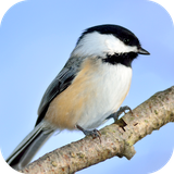 com.leafgreen.chickadee