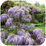 com.leilasoft.flowersquiz