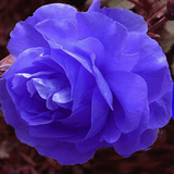 com.amanrajapps.blueroseswing