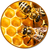 ir.saharmedia.khavaseasal