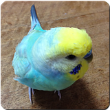 com.bbqarmy.budgerigarsounds