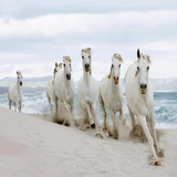 net.andromo.dev694783.app777600