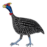 ir.fot.va.fane.parvaresh.morgh.shakhdar.d