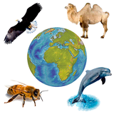 free.faunasound.rivex