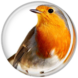 com.aliheidari020.sedayeparandegan