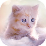 com.tppm.cute.kitten.live.wallpapers