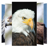 com.suviapps.Eagle.WallpapersHd.eaglewallpapers