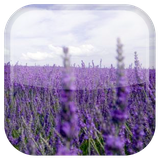com.androidwasabi.livewallpaper.lavender