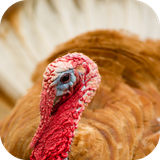 com.andromo.dev230101.app279706