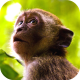 com.leafgreen.monkey