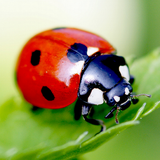 com.averinmobile.ladybug