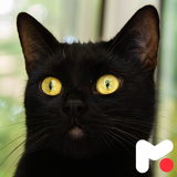 mobipa.BlackCatWallpapers