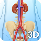 com.visual3dscience.UrinarySystem
