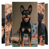 com.suviapps.dobermanpinscher.puppies.DobermanPinschersWallpapers.dobermandog.wallpaper.picture.backgrounds