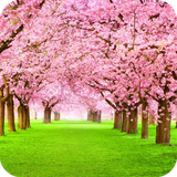 com.bloomingtree.wallpaper.bloomingtreebestwallpaper