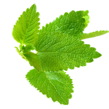 com.kksal55.sifali_bitkiler