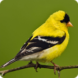 buy.gostar.parandegan