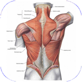 kalale.anatoomivafiziologiensan