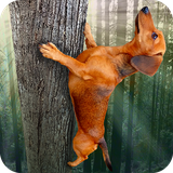 com.velden.squirrelhound