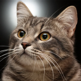 org.friendbaby.catfunny