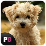 com.persiagraph.andvier_animals