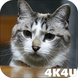 com.lwp4k4u.cat