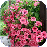 zabol.golvgiyahanzinati