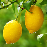 com.aurobapps.fruittreewallpapers