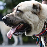 com.bzkrtwallpaperslab.kangal.dog.hd.wallpapers.lock.screen