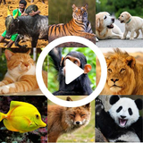 com.app.animalvideos