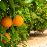 buy.hamrah.parvareshmive