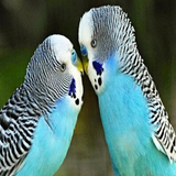 com.flamengocaio9.aus