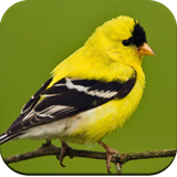 com.Birdwallpaperhd.birdimage.birdbackgroundwallpaper.nicewallpaper