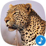 io.appp.sounds.leopard