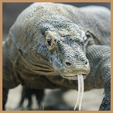 com.komodochess.komodo