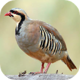 ir.qasedak.partridge