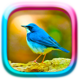 com.happy.studio.puzzle.birds